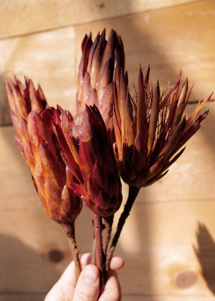 Dried Protea Bundle - Slow Roads