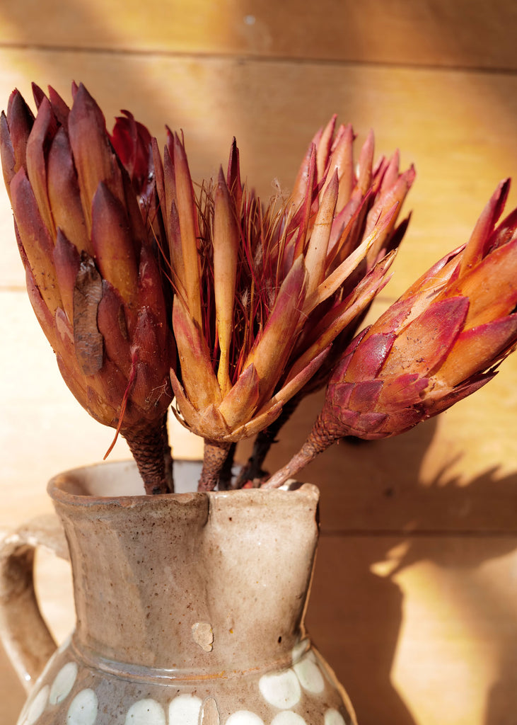 Dried Protea Bundle - Slow Roads