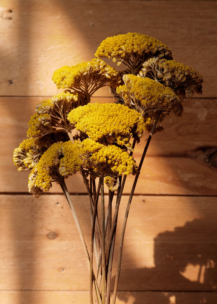 Golden Yarrow Bundle - Slow Roads